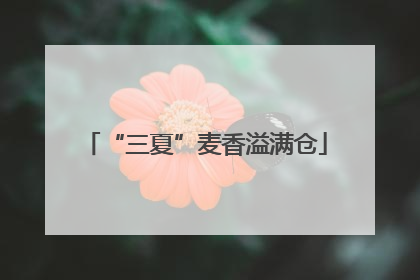 “三夏”麦香溢满仓