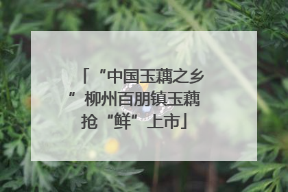 “中国玉藕之乡”柳州百朋镇玉藕抢“鲜”上市