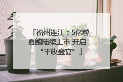 福州连江：5亿粒夏鲍陆续上市 开启“丰收盛宴”