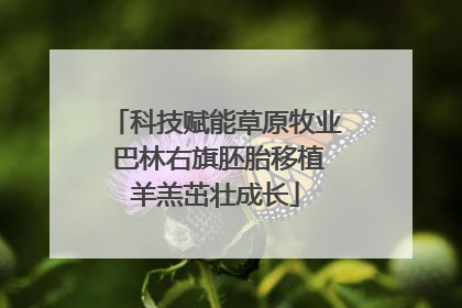 科技赋能草原牧业 巴林右旗胚胎移植羊羔茁壮成长