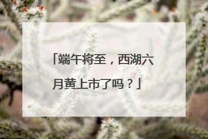 端午将至，西湖六月黄上市了吗？