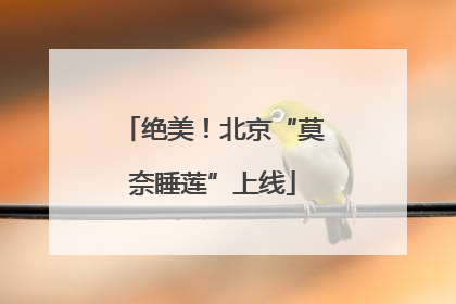 绝美！北京“莫奈睡莲”上线
