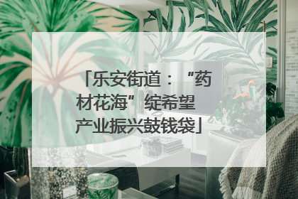乐安街道：“药材花海”绽希望 产业振兴鼓钱袋