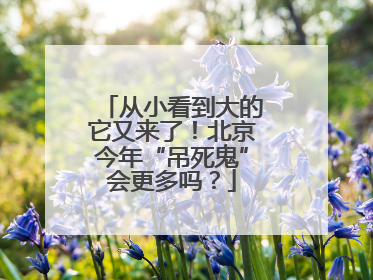 从小看到大的它又来了！北京今年“吊死鬼”会更多吗？