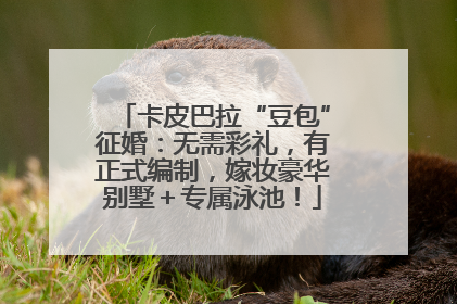 卡皮巴拉“豆包”征婚：无需彩礼，有正式编制，嫁妆豪华别墅＋专属泳池！