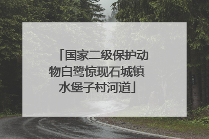 国家二级保护动物白鹭惊现石城镇水堡子村河道