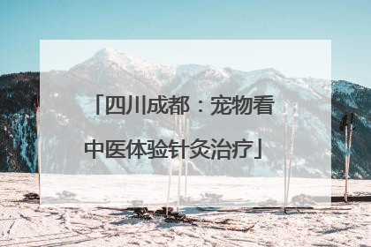 四川成都：宠物看中医体验针灸治疗