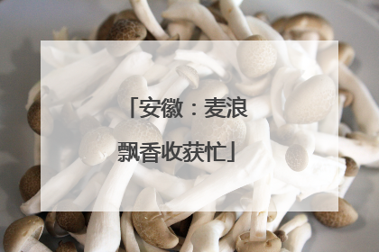 安徽：麦浪飘香收获忙