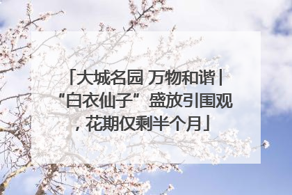 大城名园 万物和谐│“白衣仙子”盛放引围观，花期仅剩半个月