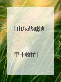 山东盐碱地里丰收忙