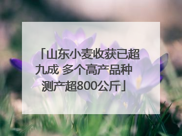 山东小麦收获已超九成 多个高产品种测产超800公斤