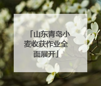 山东青岛小麦收获作业全面展开