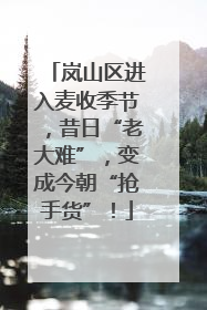 岚山区进入麦收季节，昔日“老大难”，变成今朝“抢手货”！