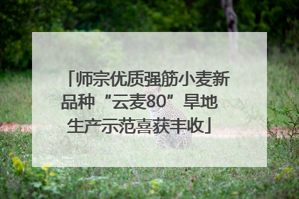 师宗优质强筋小麦新品种“云麦80”旱地生产示范喜获丰收