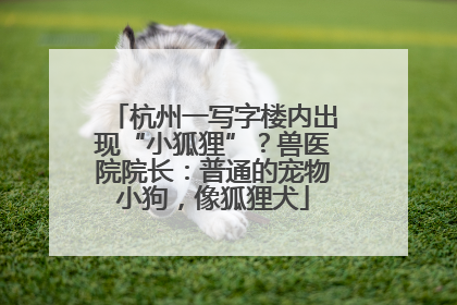 杭州一写字楼内出现“小狐狸”？兽医院院长：普通的宠物小狗，像狐狸犬