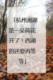 杭州湘湖第一朵荷花开了！西湖的还要再等等