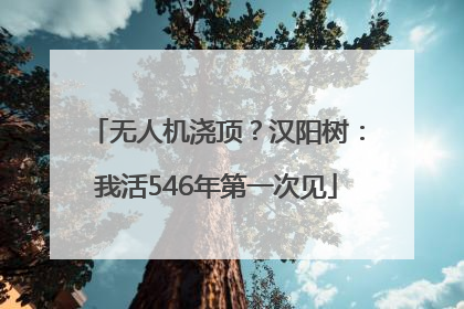 无人机浇顶？汉阳树：我活546年第一次见
