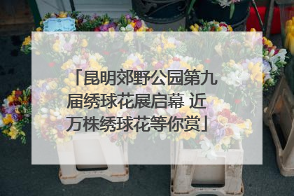 昆明郊野公园第九届绣球花展启幕 近万株绣球花等你赏