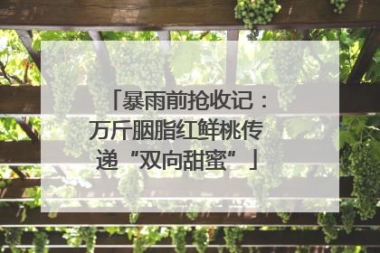 暴雨前抢收记：万斤胭脂红鲜桃传递“双向甜蜜”
