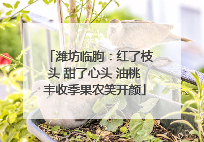 潍坊临朐：红了枝头 甜了心头 油桃丰收季果农笑开颜