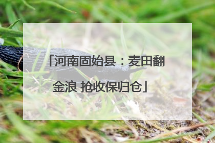 河南固始县：麦田翻金浪 抢收保归仓