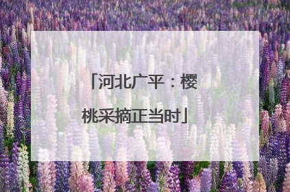 河北广平：樱桃采摘正当时