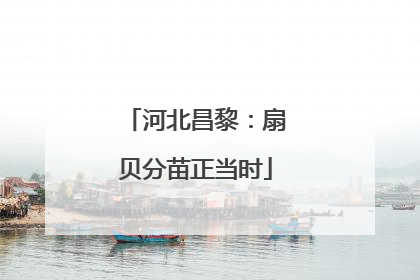 河北昌黎：扇贝分苗正当时
