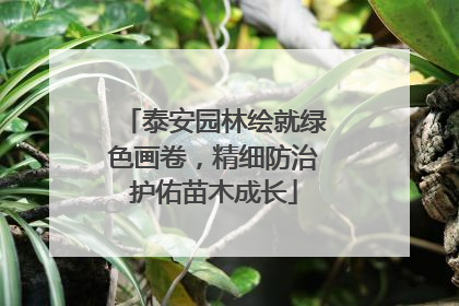 泰安园林绘就绿色画卷，精细防治护佑苗木成长