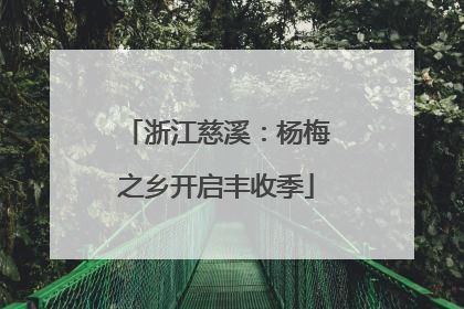 浙江慈溪：杨梅之乡开启丰收季