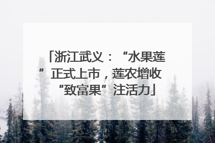 浙江武义：“水果莲”正式上市，莲农增收“致富果”注活力