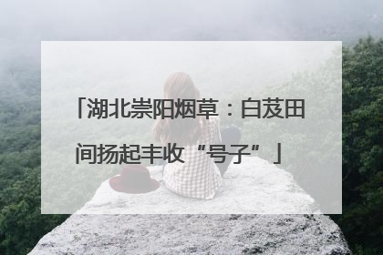 湖北崇阳烟草：白芨田间扬起丰收“号子”