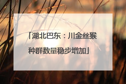 湖北巴东：川金丝猴种群数量稳步增加