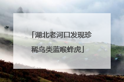 湖北老河口发现珍稀鸟类蓝喉蜂虎