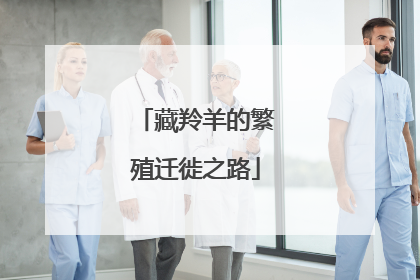 藏羚羊的繁殖迁徙之路