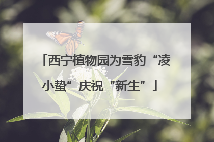 西宁植物园为雪豹“凌小蛰”庆祝“新生”
