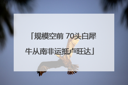规模空前 70头白犀牛从南非运抵卢旺达