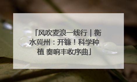 风吹麦浪一线行｜衡水冀州：开镰！科学种植 奏响丰收序曲