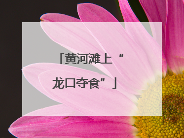 黄河滩上“龙口夺食”