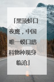 黑顶蛙口夜鹰，中国唯一蟆口鸱科物种现身临沧
