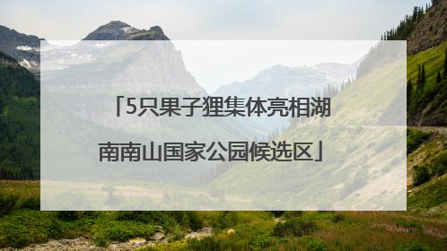 5只果子狸集体亮相湖南南山国家公园候选区
