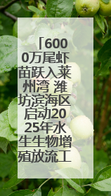 6000万尾虾苗跃入莱州湾 潍坊滨海区启动2025年水生生物增殖放流工作